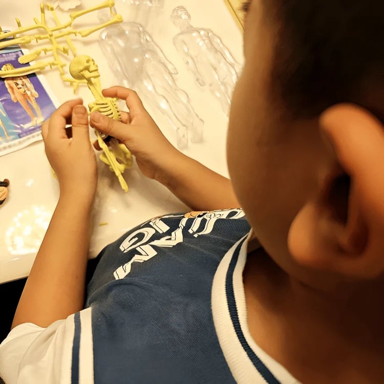 AnatoView 3D – Transparentes Anatomiemodell des menschlichen Körpers