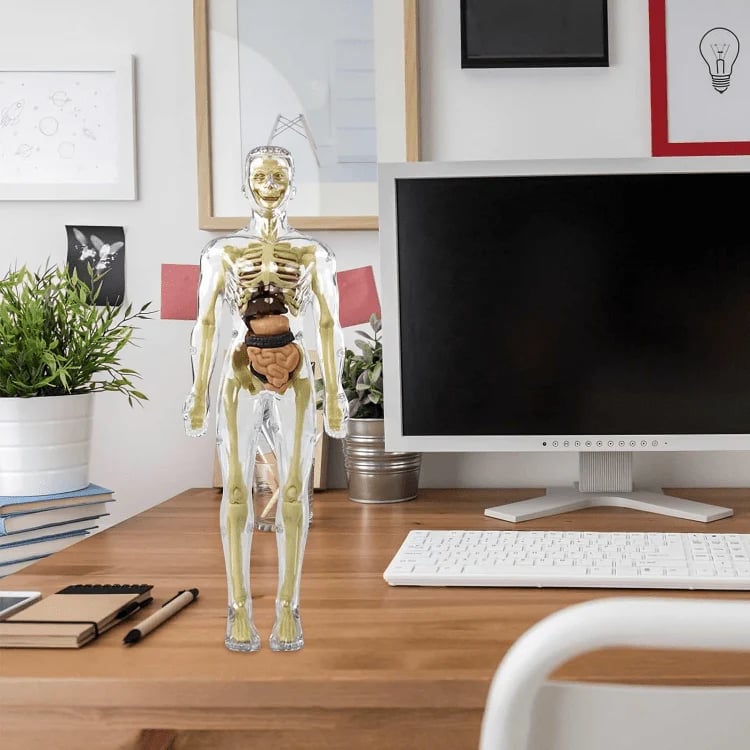 VitaMorph — Anatomie-Modellbausatz des menschlichen Körpers für den naturwissenschaftlichen Unterricht und interaktives Lernen