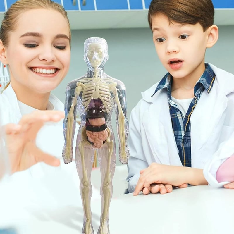VitaMorph — Anatomie-Modellbausatz des menschlichen Körpers für den naturwissenschaftlichen Unterricht und interaktives Lernen
