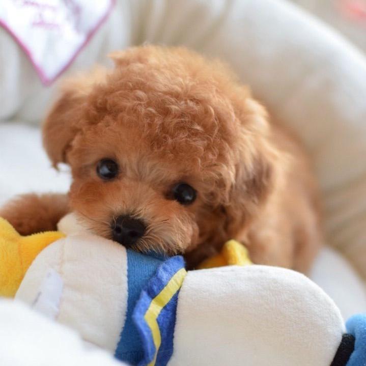 DearTeddy Cucciolo di Peluche – Gioco Morbido e Realistico da Compagnia
