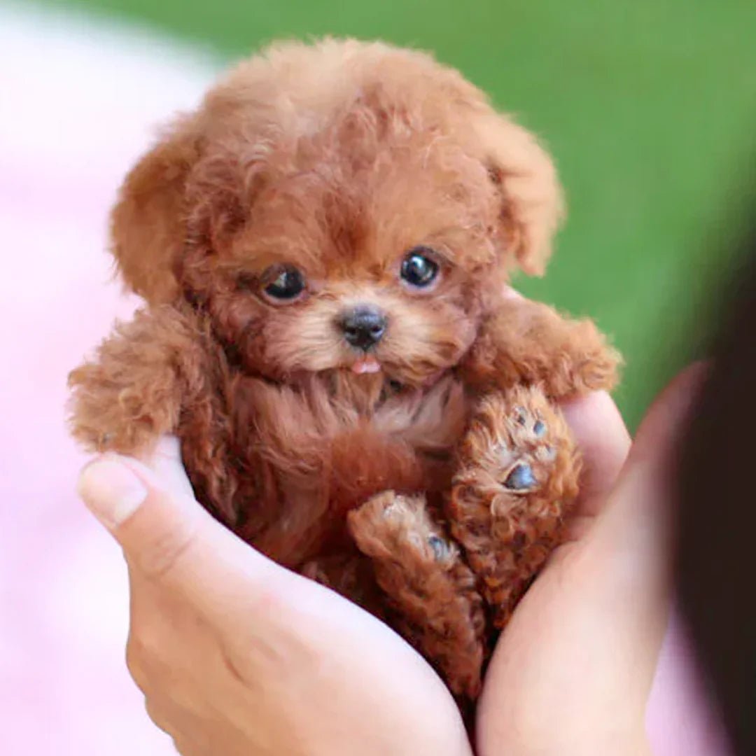 Interactive Robot Puppy Toy with Realistic Design