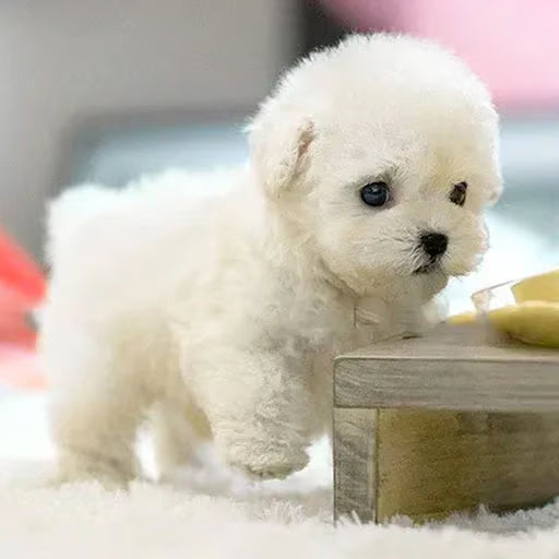 Pupfera — Interactive Puppy Companion Toy