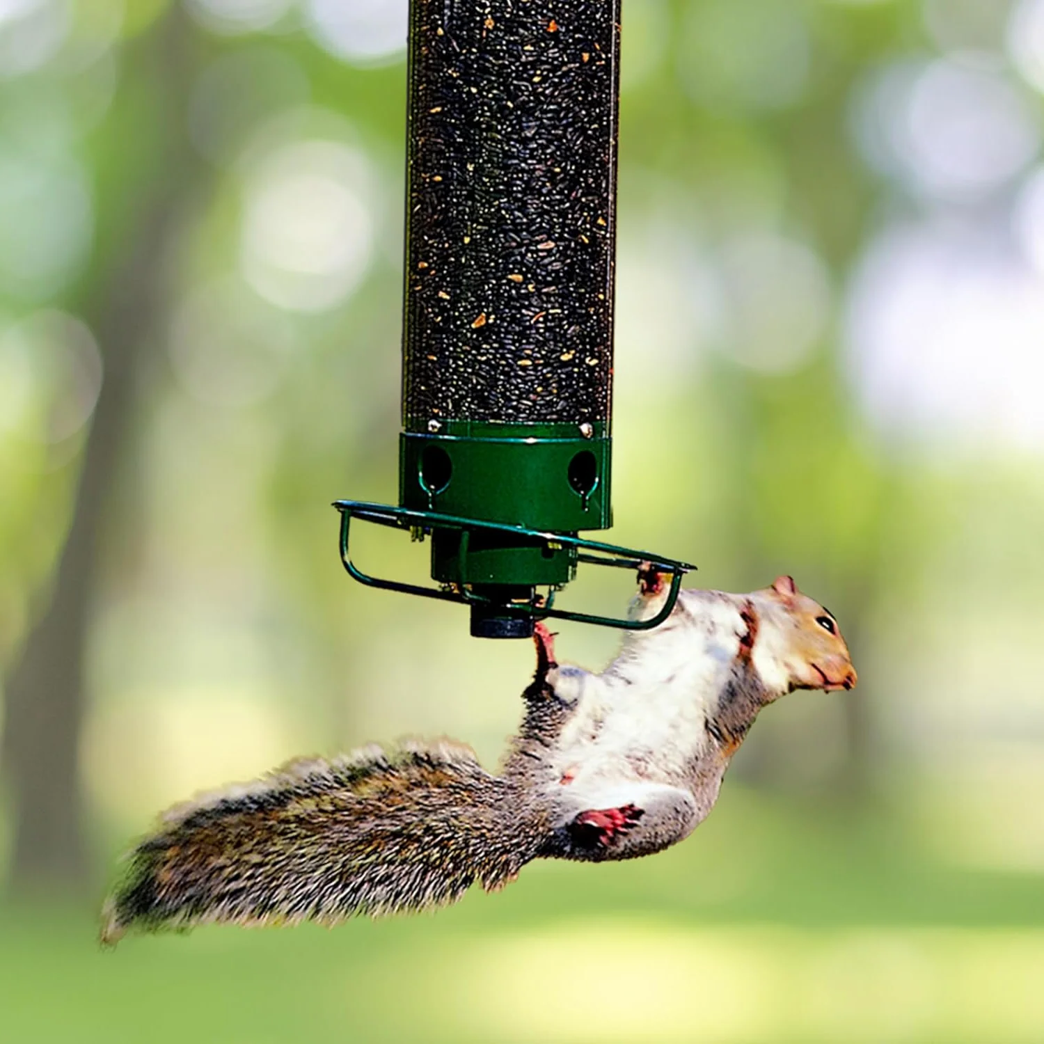 Hanging Bird Feeder with Protective Seed Access Design