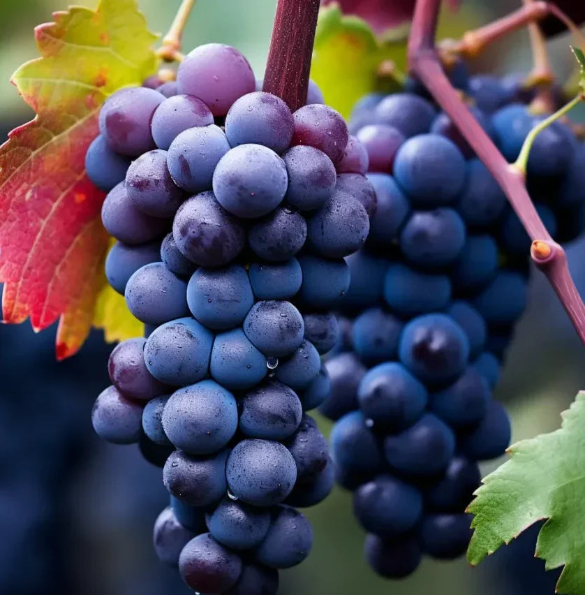 UltraVine - Home Grape Seeds