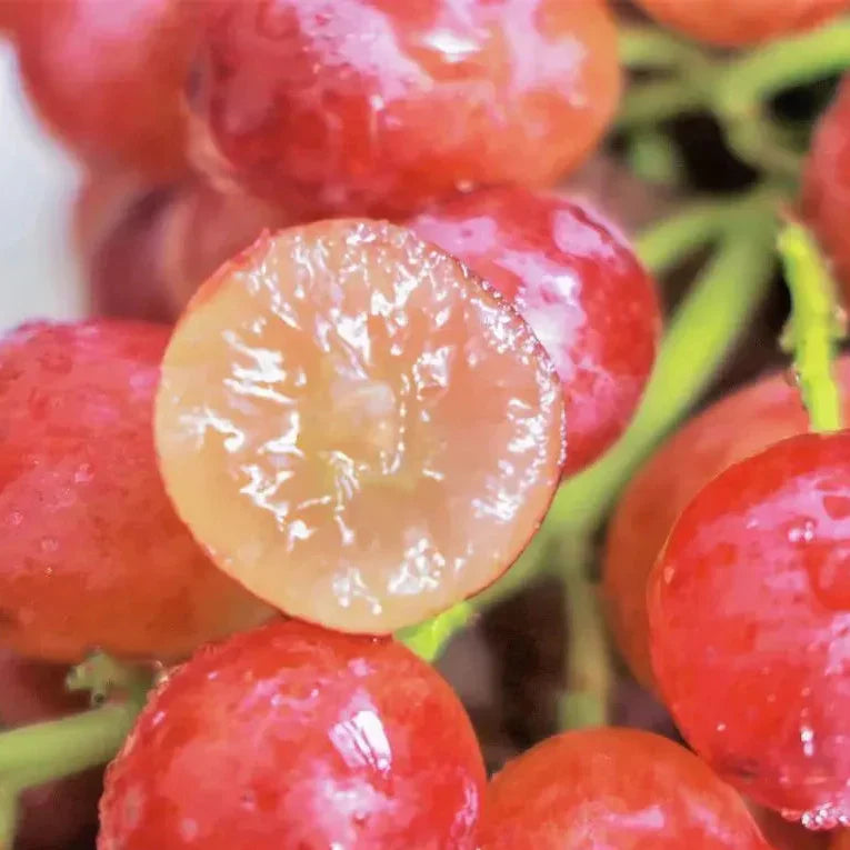 UltraVine - Home Grape Seeds
