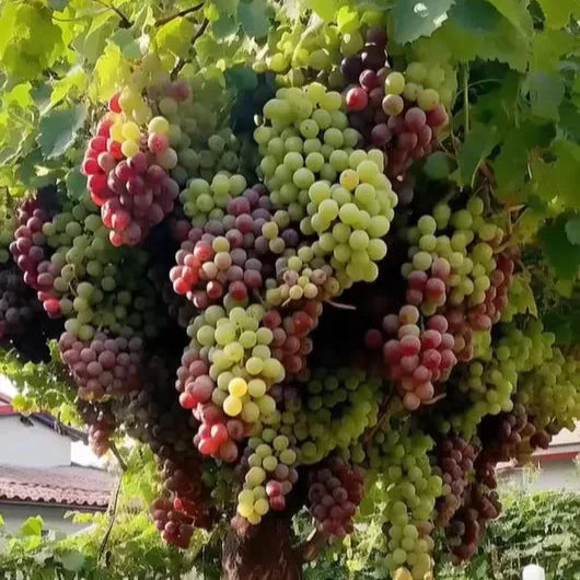 UltraVine - Home Grape Seeds