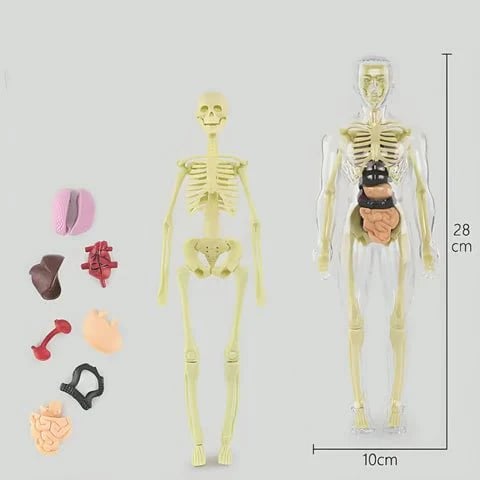 VitaMorph — Anatomie-Modellbausatz des menschlichen Körpers für den naturwissenschaftlichen Unterricht und interaktives Lernen