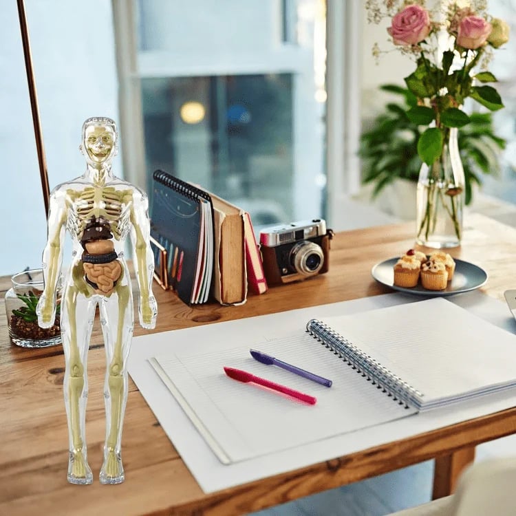 AnatoView 3D – Transparentes Anatomiemodell des menschlichen Körpers