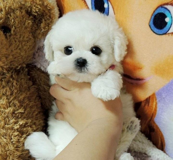 DearTeddy Cucciolo di Peluche – Gioco Morbido e Realistico da Compagnia