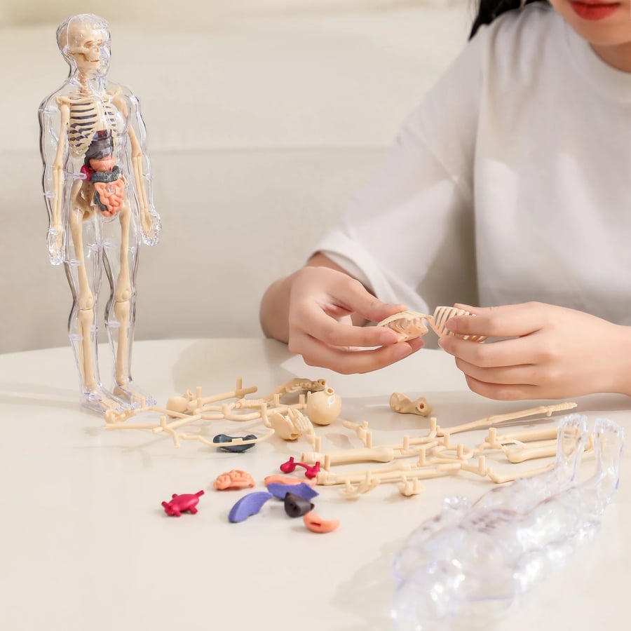VitaMorph — Anatomie-Modellbausatz des menschlichen Körpers für den naturwissenschaftlichen Unterricht und interaktives Lernen