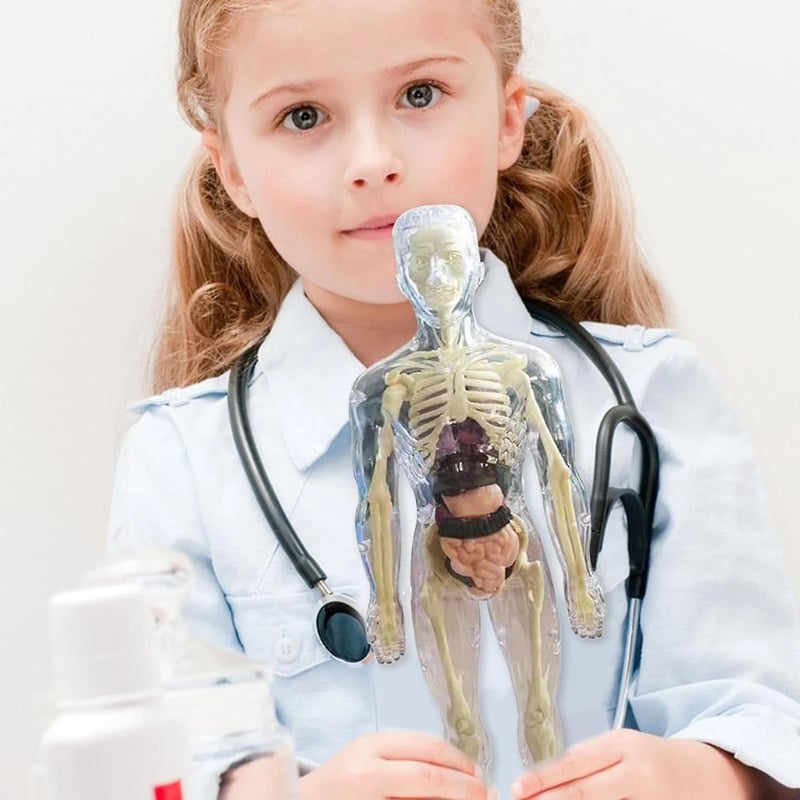 VitaMorph — Anatomie-Modellbausatz des menschlichen Körpers für den naturwissenschaftlichen Unterricht und interaktives Lernen