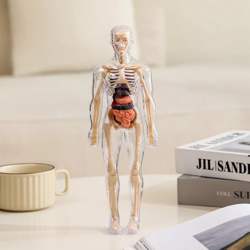 AnatoView 3D – Przezroczysty model anatomiczny ciała człowieka