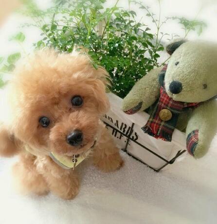 DearTeddy Cucciolo di Peluche – Gioco Morbido e Realistico da Compagnia