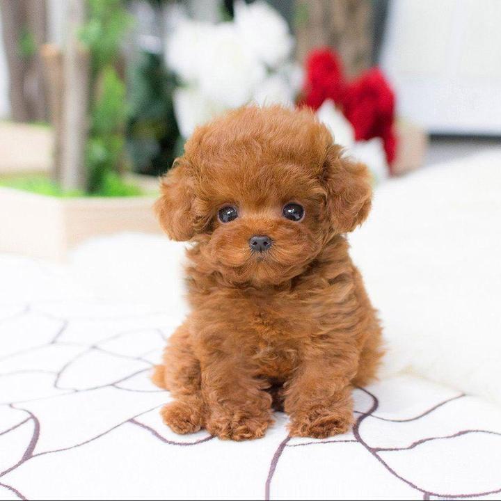 DearTeddy Cucciolo di Peluche – Gioco Morbido e Realistico da Compagnia