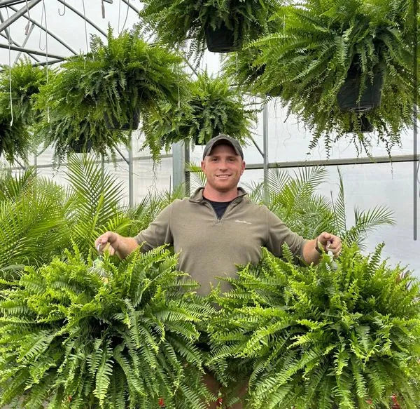 GreenGlow – Artificial Boston Fern